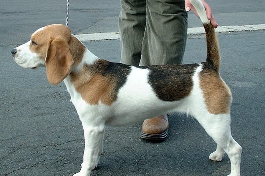 Beagle