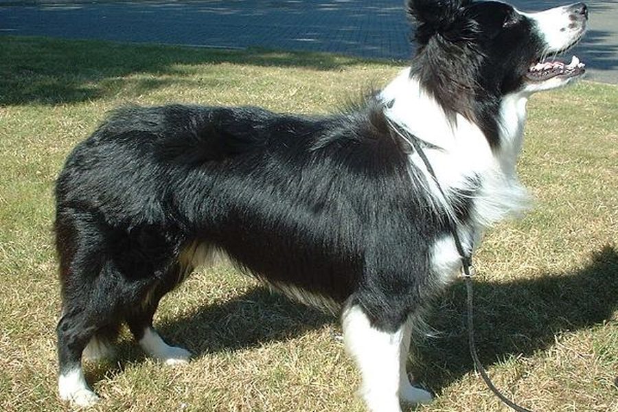 Border Collie