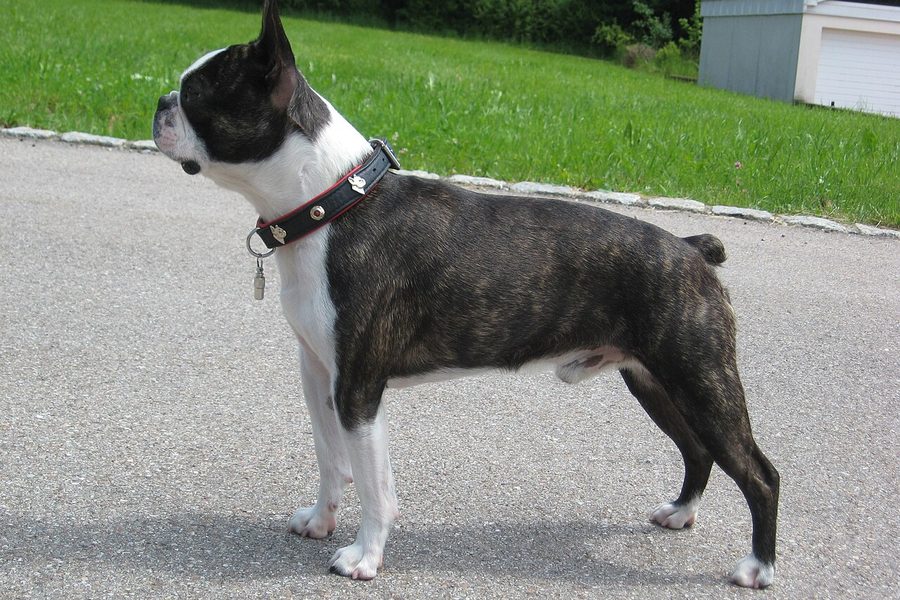 Boston Terrier