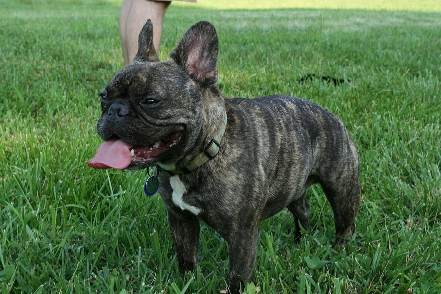 French Bulldog