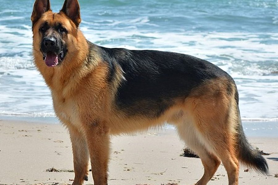 German Shepherd Dog