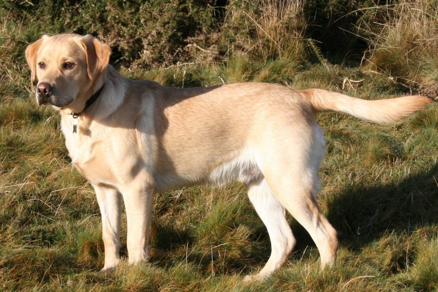 Labrador Retriever