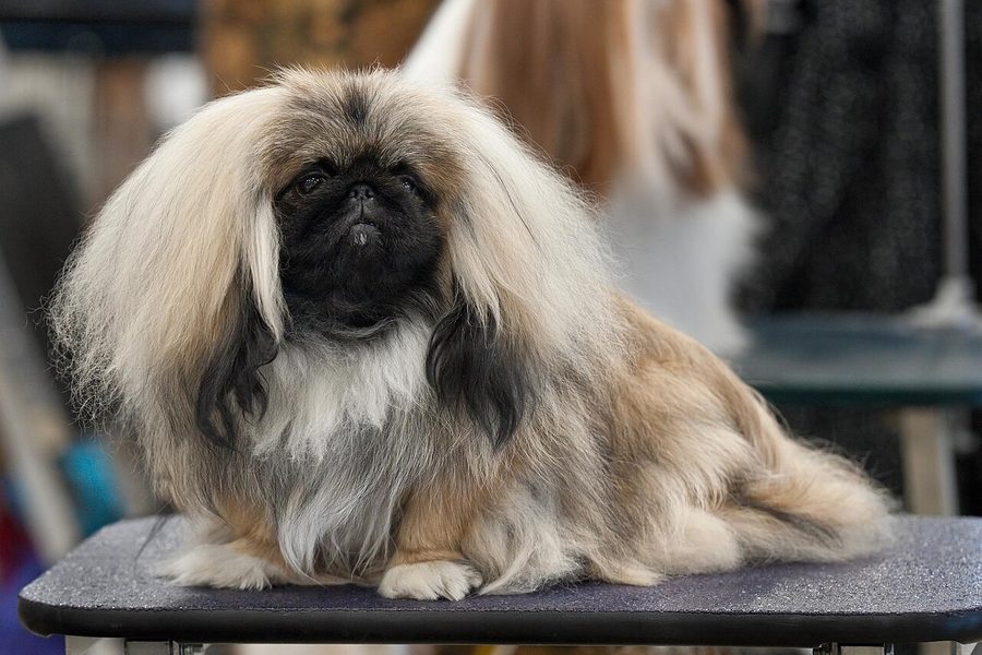 Pekingese