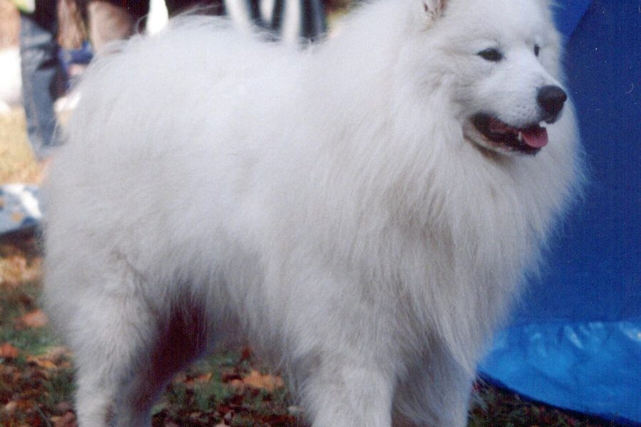 Samoyed