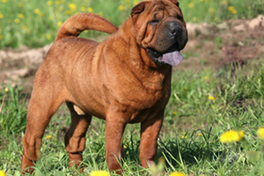 Shar Pei