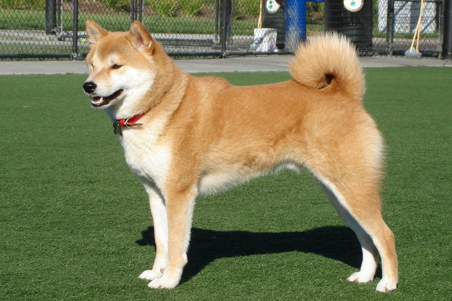 Shiba