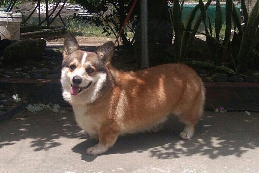 Welsh Corgi (Pembroke)