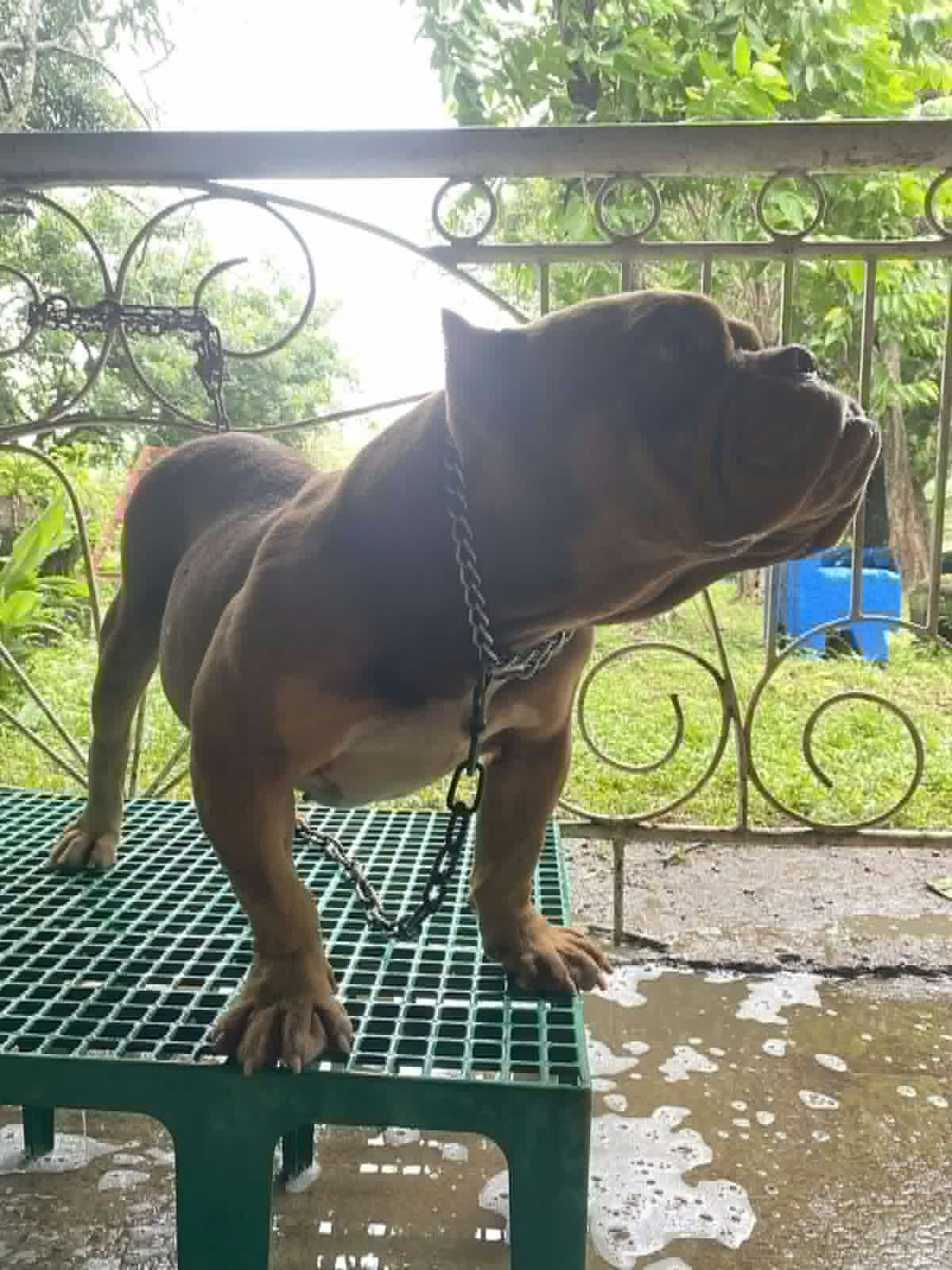 Rambo