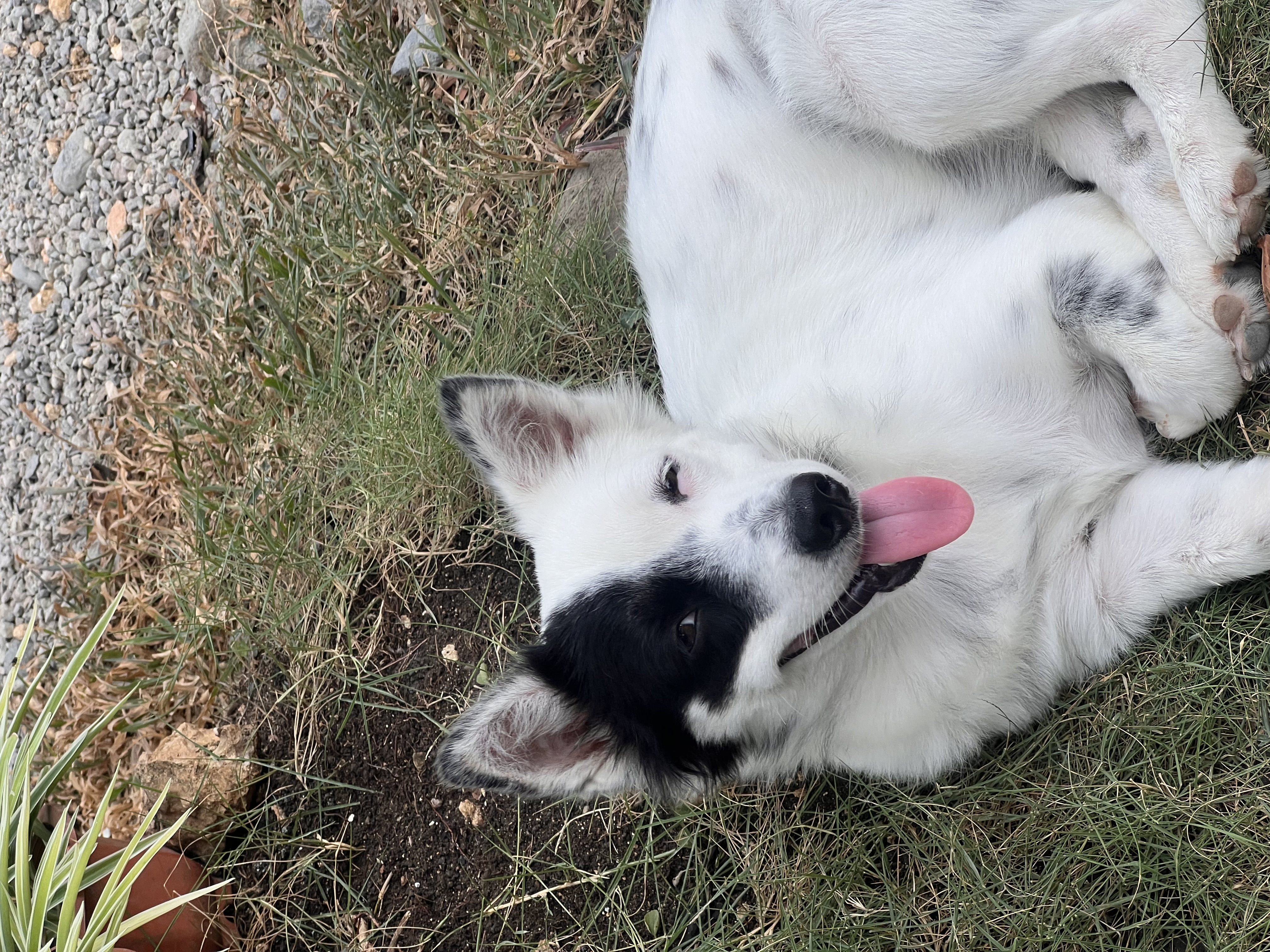 Bella