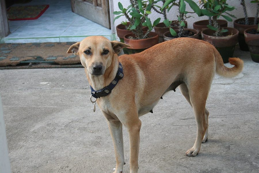 Aspin