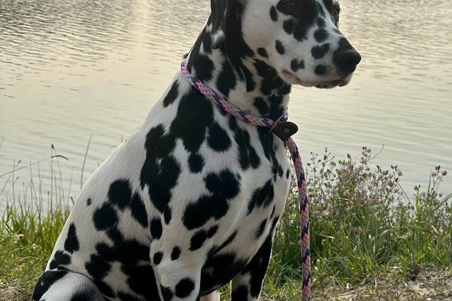 Dalmatian