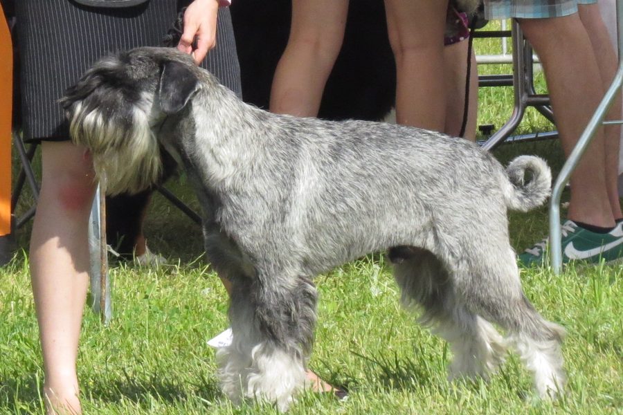 Schnauzer
