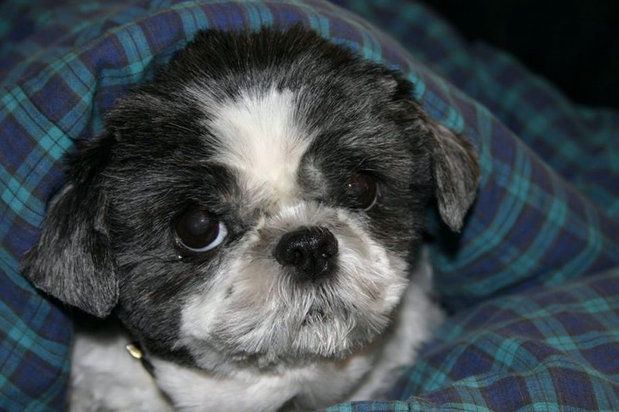 Shih Tzu