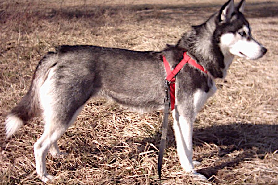 Siberian Husky